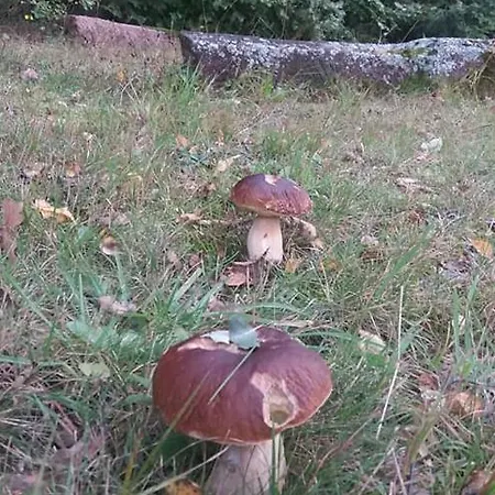 Kamienica Radków *
